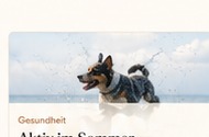 Urlaub mit Hund: So wird jede Reise entspannt