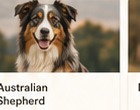 Zecken beim Hund: Vorbeugen, erkennen, richtig handeln
