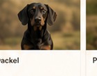 Dackel
