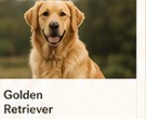 Die ersten Wochen mit Welpen – dein Guide