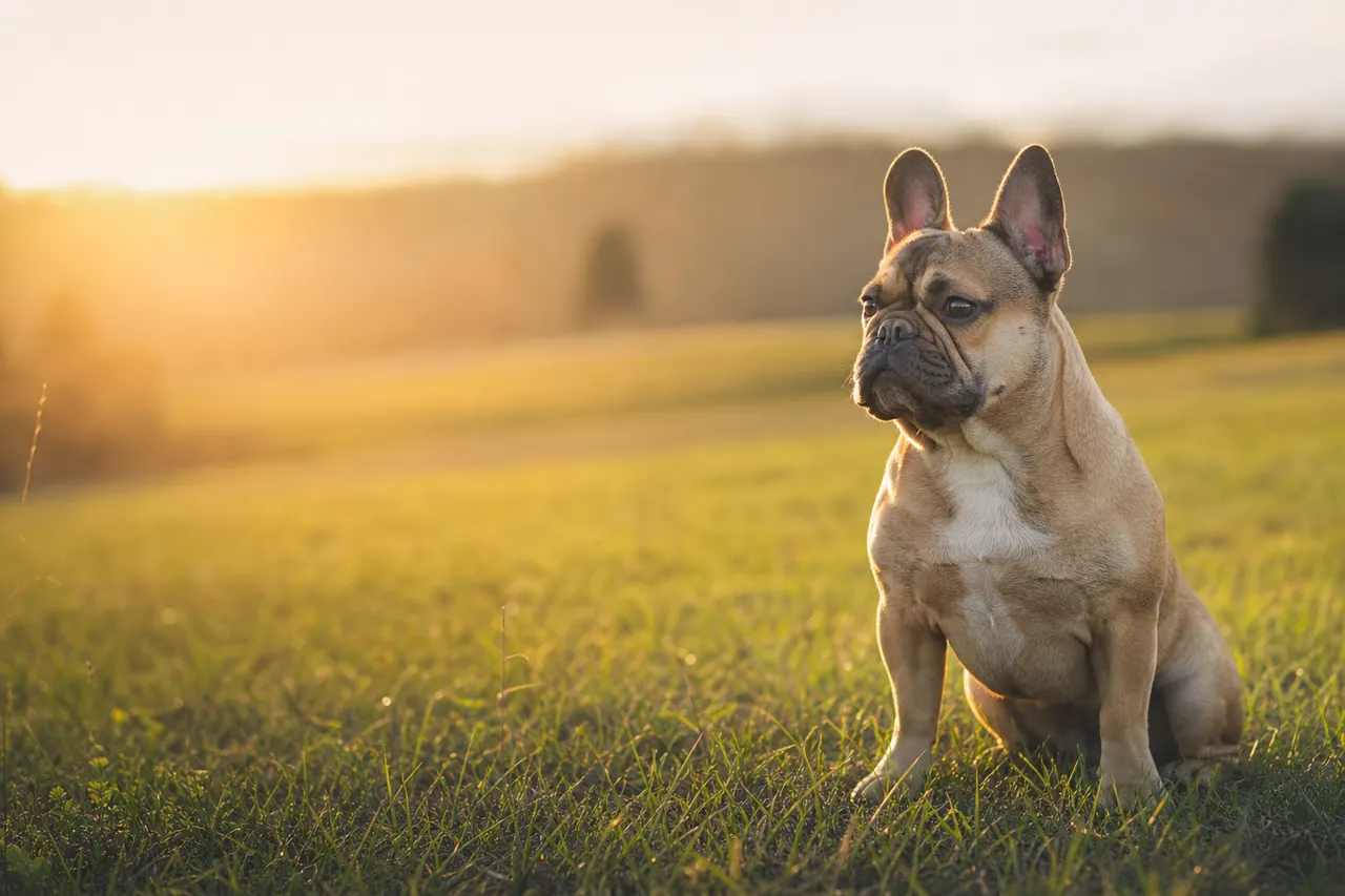 Französische Bulldogge