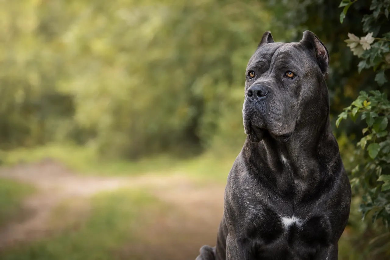 Cane Corso Italiano