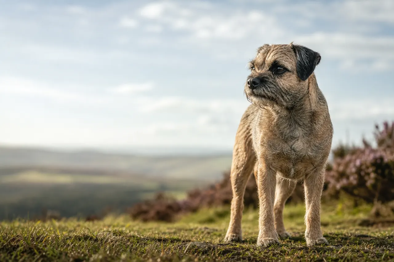 Border Terrier