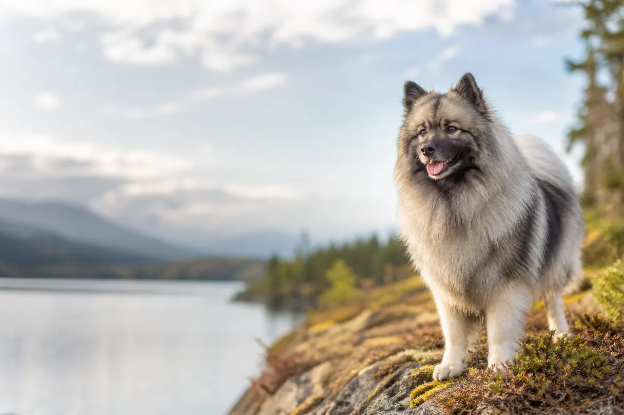 Wolfsspitz