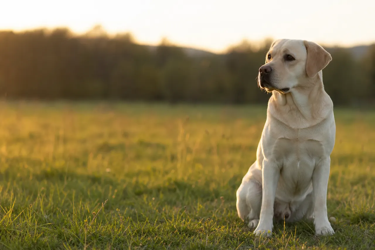 Labrador Retriever