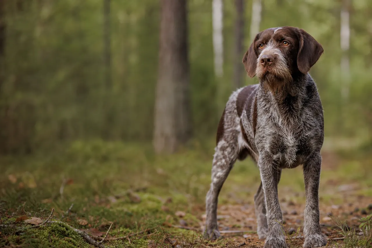 Gammel Dansk Honsehund