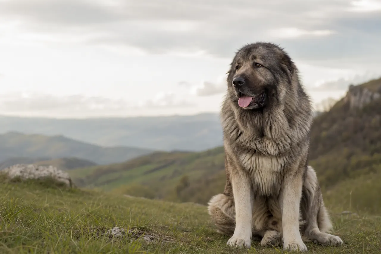 Kaukasischer Schäferhund