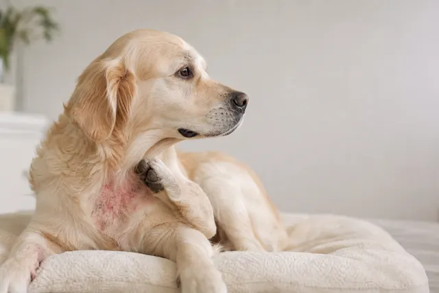 Hautprobleme beim Hund erkennen und behandeln
