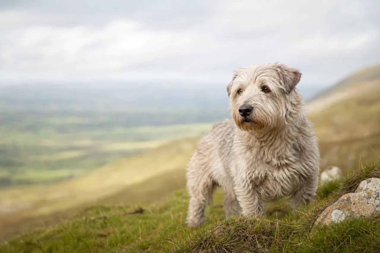 Irish Glen Of Imaal Terrier