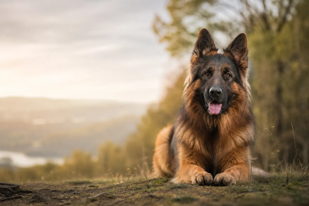 Deutscher Schäferhund (Langstockhaar)