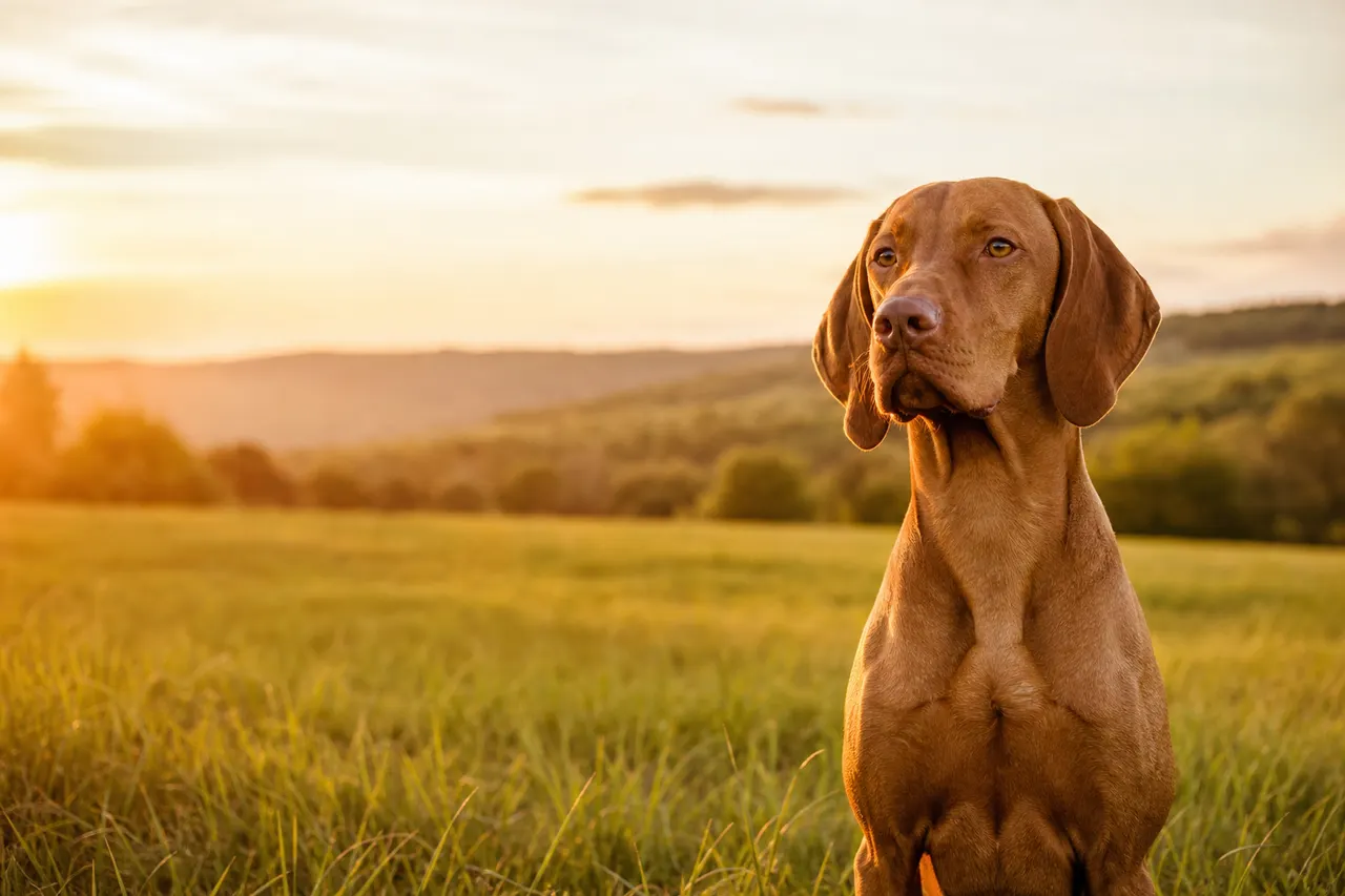 Magyar Vizsla