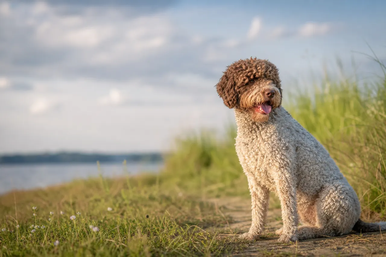 Lagotto Romagnolo