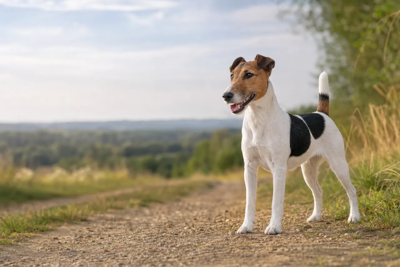 Fox Terrier (Glatthaar)