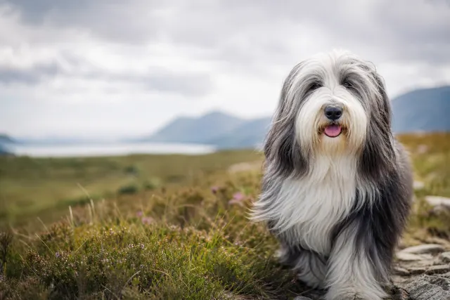 Bearded Collie