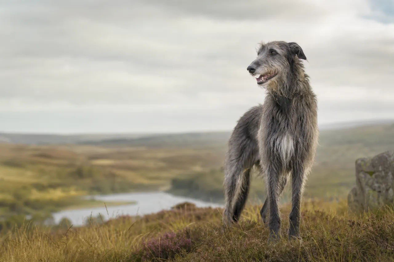 Deerhound