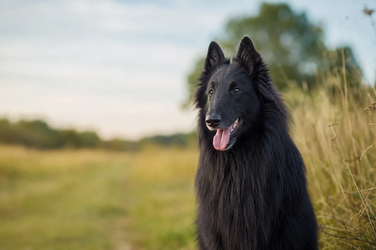 Groenendael