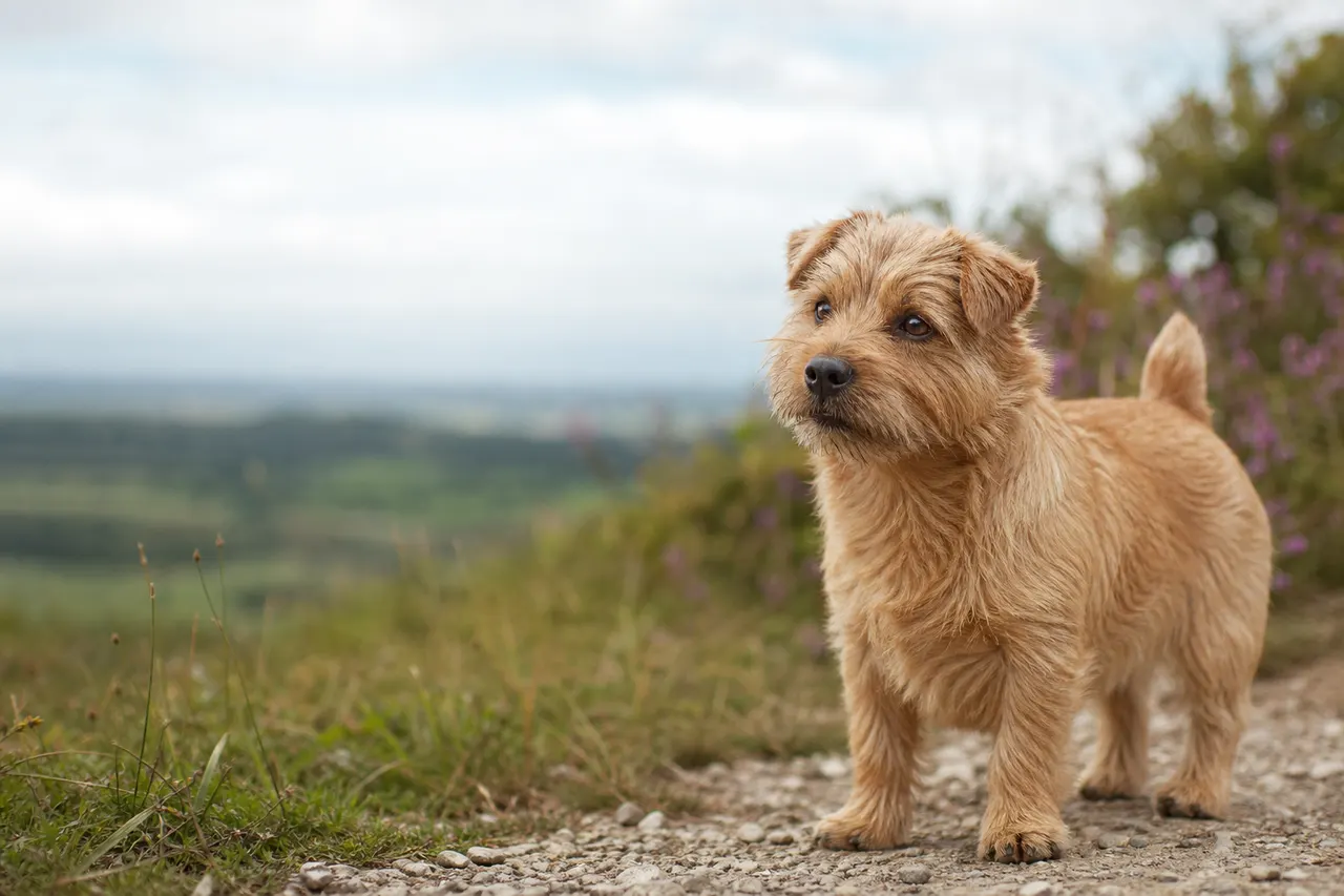 Norfolk Terrier