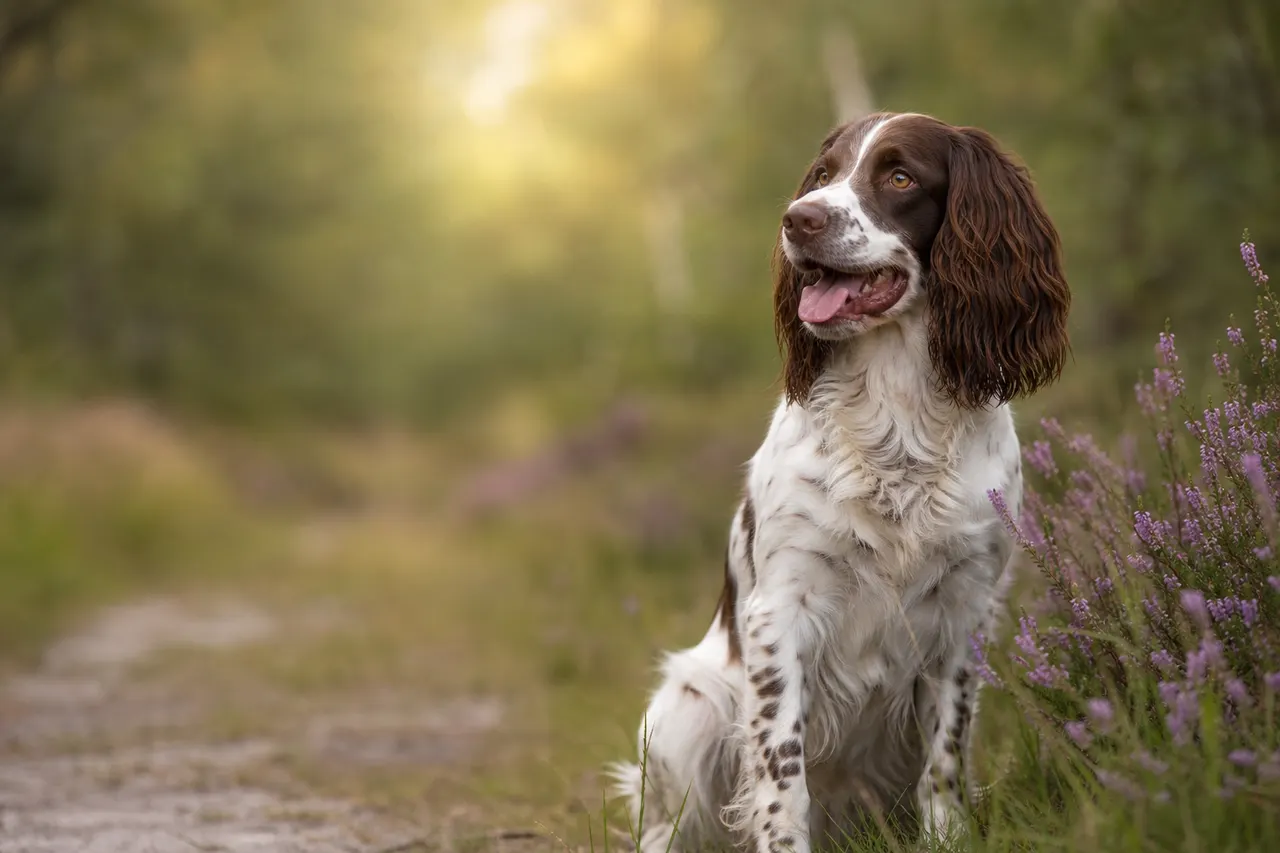 English Springer Spaniel