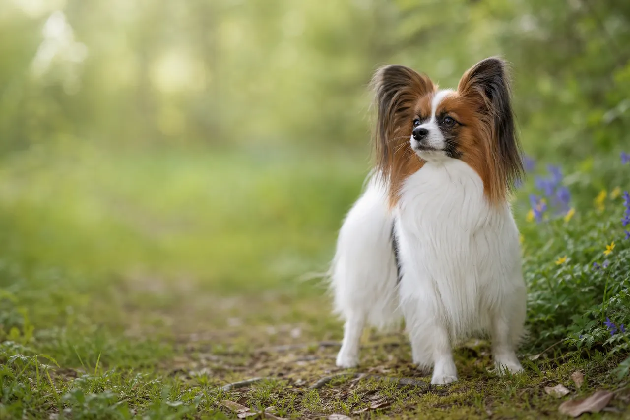 Papillon