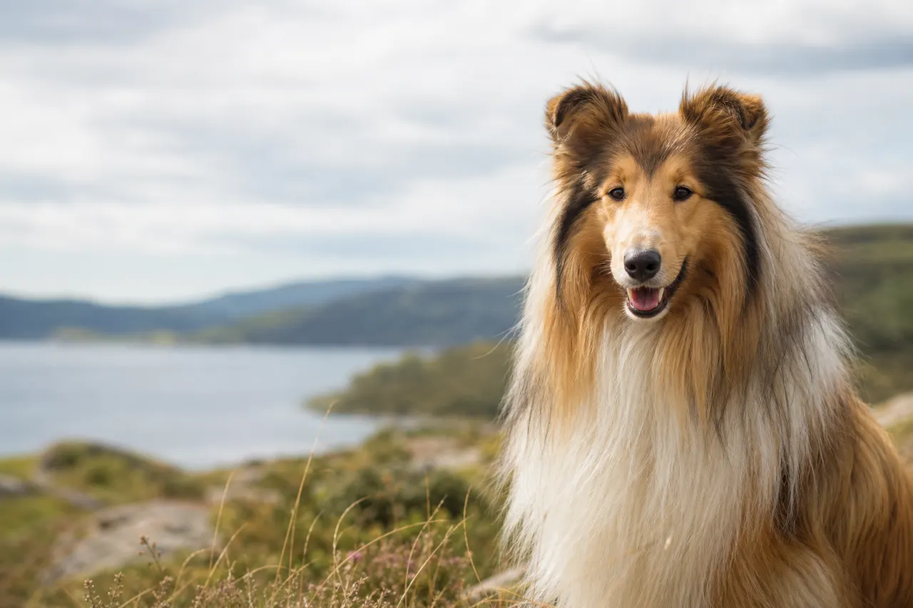 Collie (Langhaar)