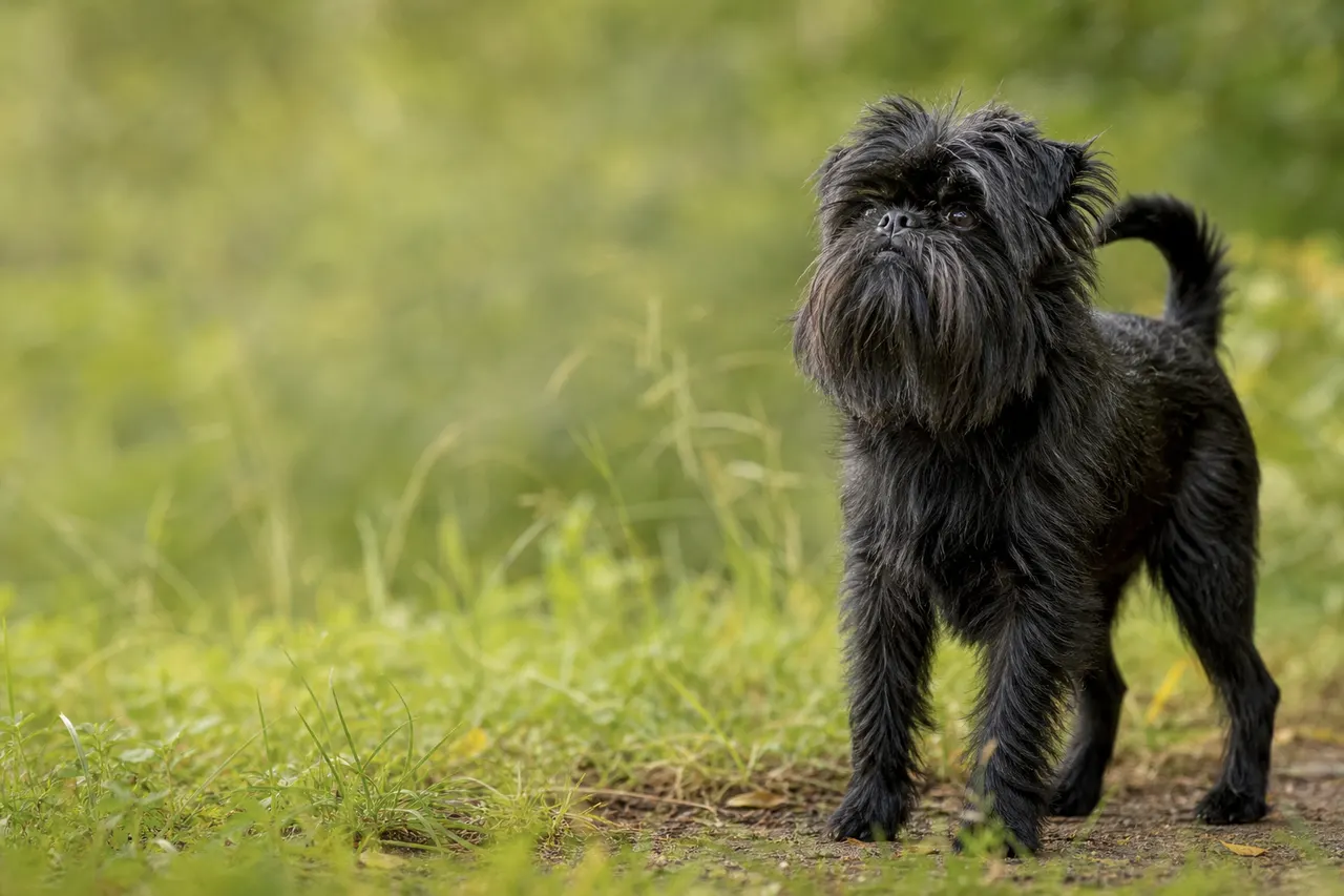 Affenpinscher