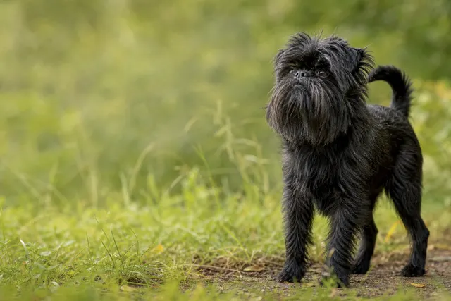 Affenpinscher