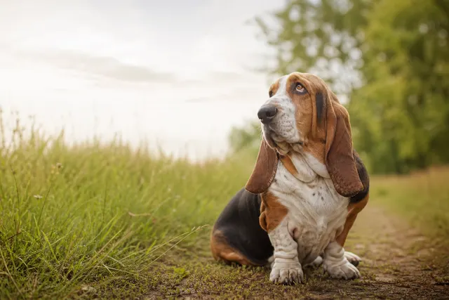 Basset Hound