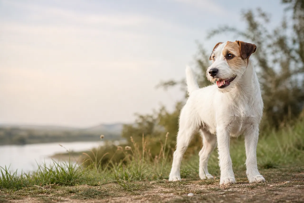 Parson Russell Terrier
