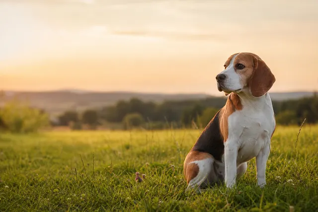 Beagle