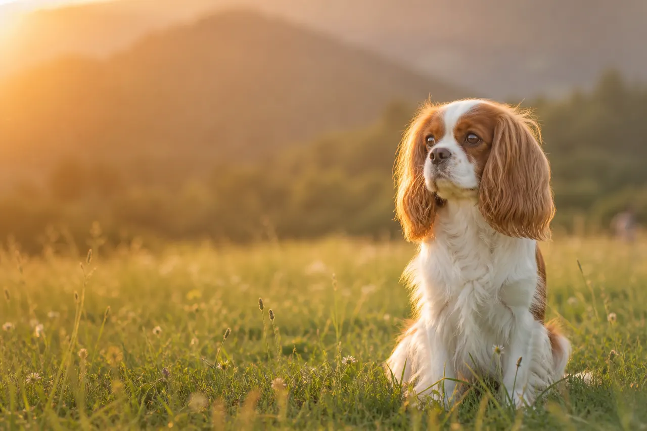 Cavalier King Charles Spaniel