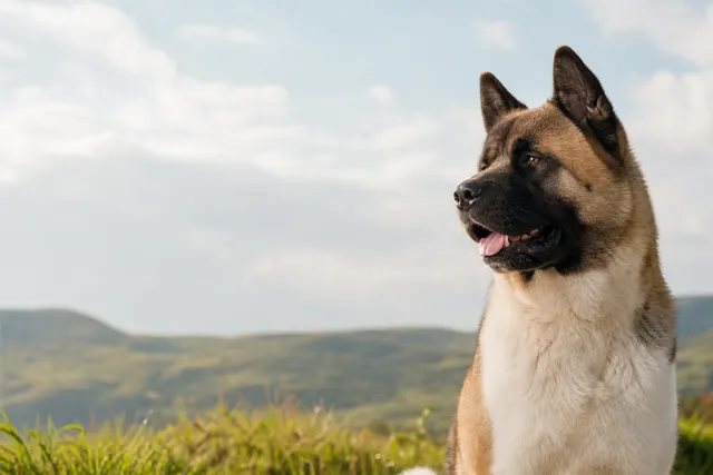 Amerikanischer Akita