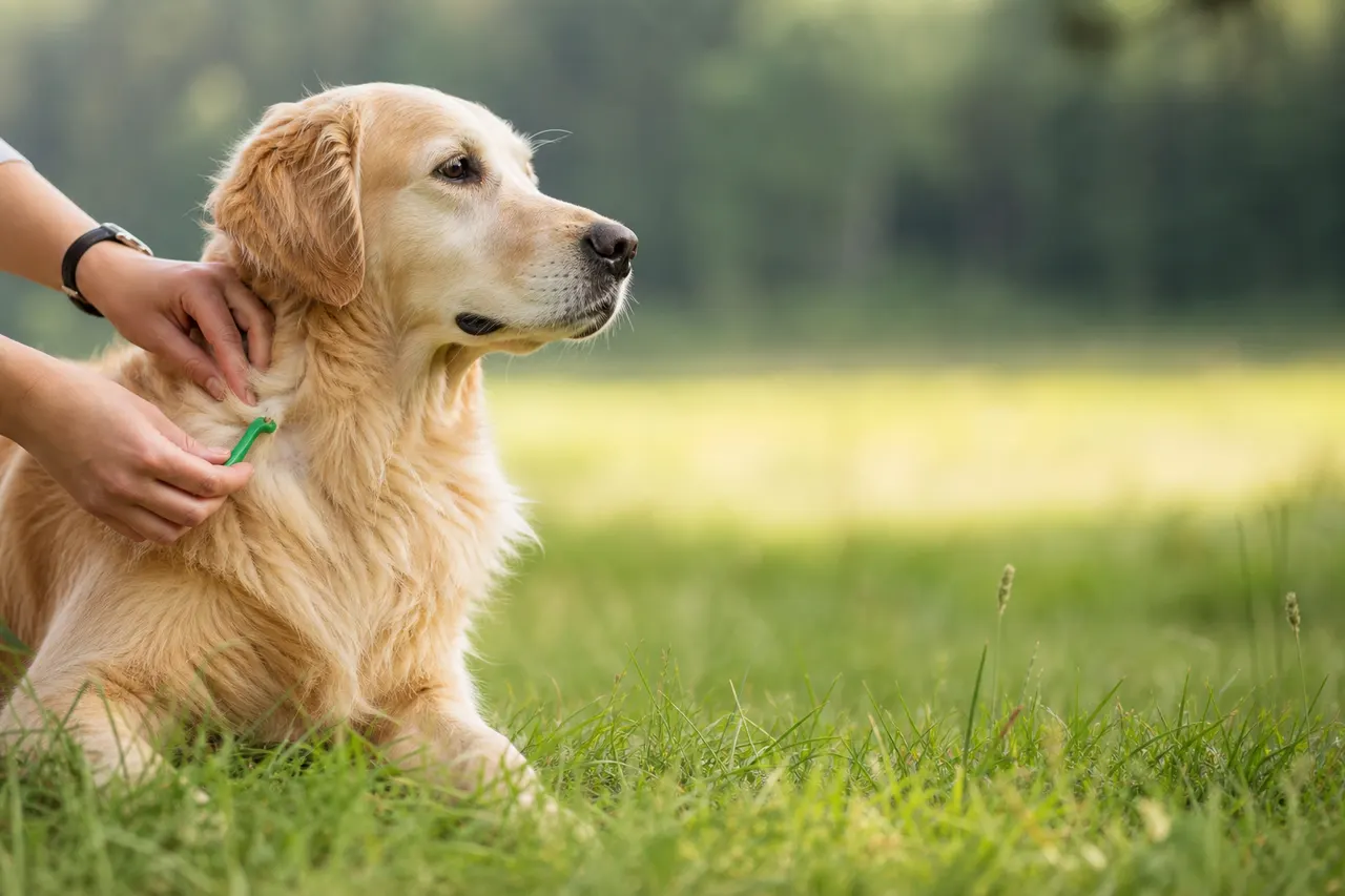 Zecken beim Hund: Vorbeugen, erkennen, richtig handeln