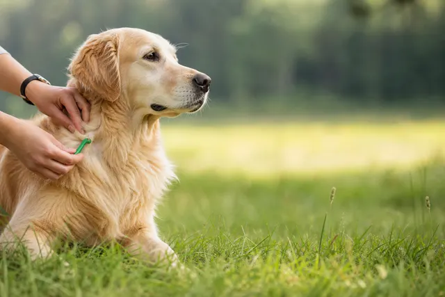 Zecken beim Hund: Vorbeugen, erkennen, richtig handeln
