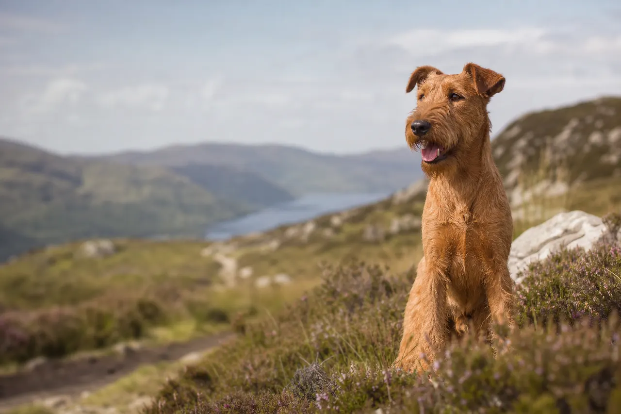 Irish Terrier
