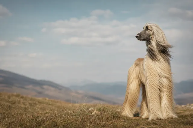 Afghanischer Windhund