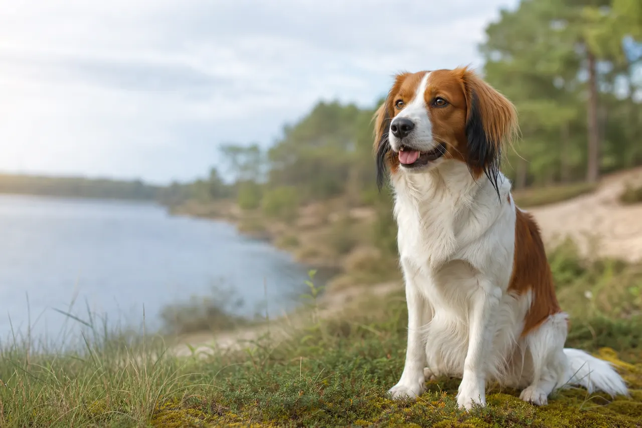Nederlandse Kooikerhondje
